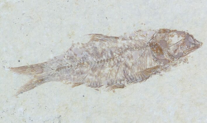Knightia Fossil Fish - Wyoming #55330